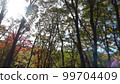 Autumn leaves, forest, greenery, mountain trees 99704409