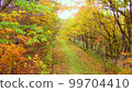 Forest, green, mountain, tree, autumn leaves 99704410