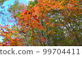 Green, mountain, tree, autumn leaves, forest 99704411