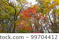 Mountains, trees, autumn leaves, forests, greenery 99704412