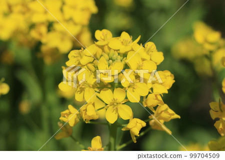 強姦開花 99704509