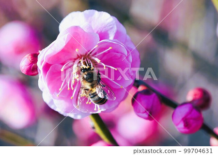 蜜蜂拜訪紅李子素材背景 99704631
