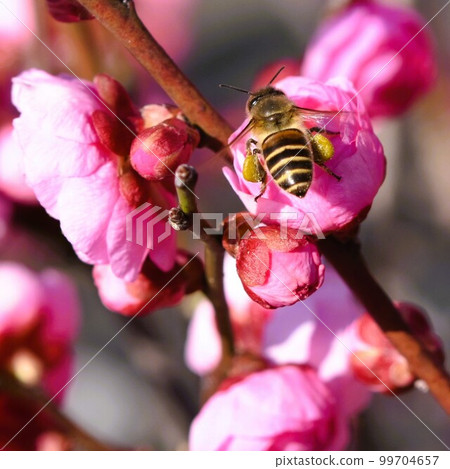 蜜蜂拜訪紅李子素材背景 99704657