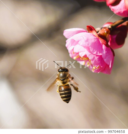 Bees visiting red plums Material background Bees visiting red plums Material background 99704658