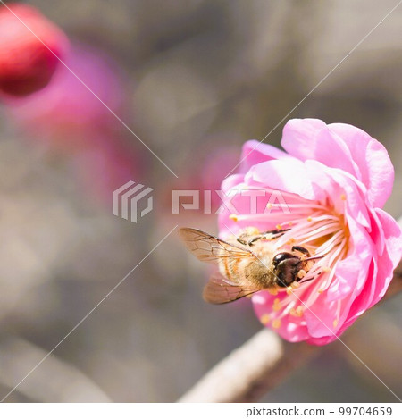 蜜蜂拜訪紅李子素材背景 蜜蜂拜訪紅李子素材背景 99704659