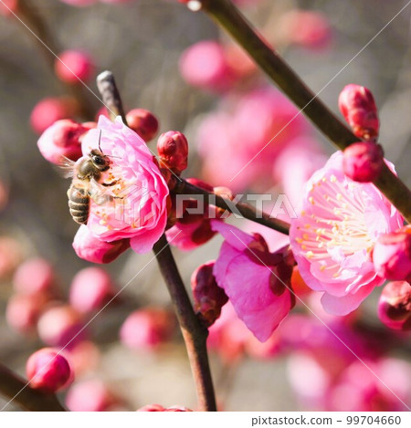 蜜蜂拜訪紅李子素材背景 蜜蜂拜訪紅李子素材背景 99704660