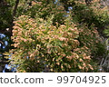 A cedar leaf that stores a large amount of pollen 99704925