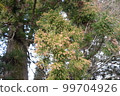 A cedar leaf that stores a large amount of pollen 99704926