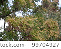 A cedar leaf that stores a large amount of pollen 99704927