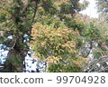 A cedar leaf that stores a large amount of pollen 99704928