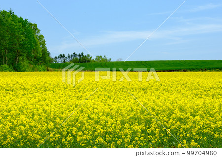 Rapeseed field in spring in Hokkaido 99704980