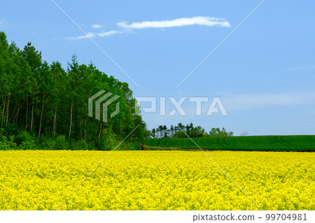 Rapeseed field in spring in Hokkaido Rapeseed field in spring in Hokkaido 99704981