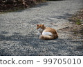 Stray cats playing sunny fields 99705010