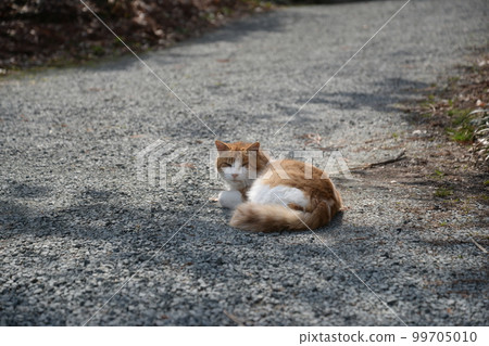 Stray cats playing sunny fields Stray cats playing sunny fields 99705010