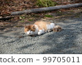 Stray cats playing sunny fields 99705011