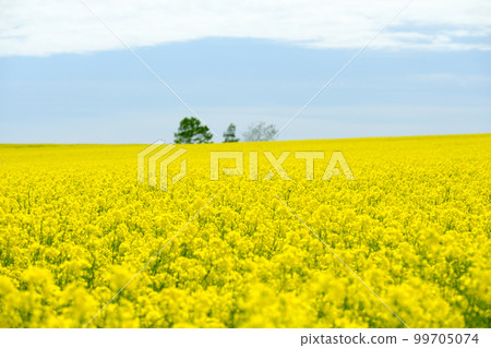 北海道春天的油菜田 99705074