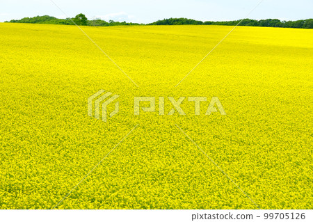 Rapeseed field in spring in Hokkaido 99705126