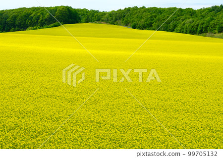 北海道春天的油菜田 99705132