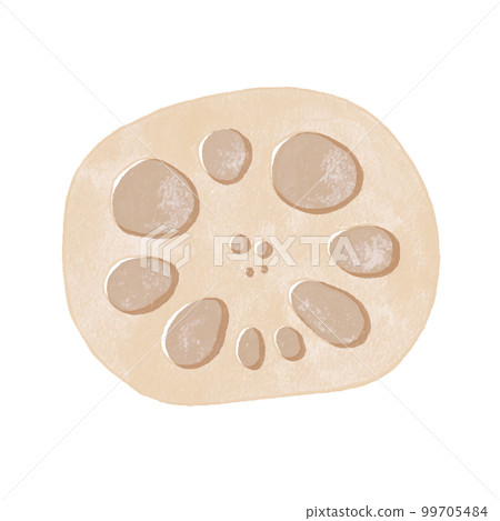 Lotus root root vegetable hand-drawn illustration 99705484