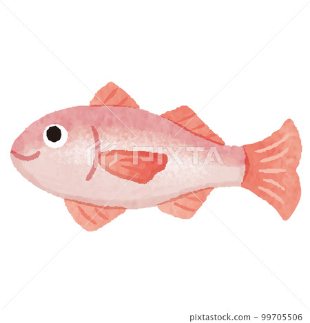 Nodoguro fish hand-drawn illustration 99705506