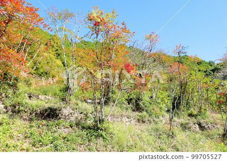 南天果 南天果 99705527