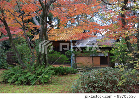 Tea room during autumn leaves (Nagoya Castle, Nagoya City, Aichi Prefecture) Tea room during autumn leaves (Nagoya Castle, Nagoya City, Aichi Prefecture) 99705556