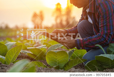 Farmer working in the tobacco field. Man is examining and using digital tablet to management, planning or analyze on tobacco plant after planting. Technology for agriculture Concept 99705845