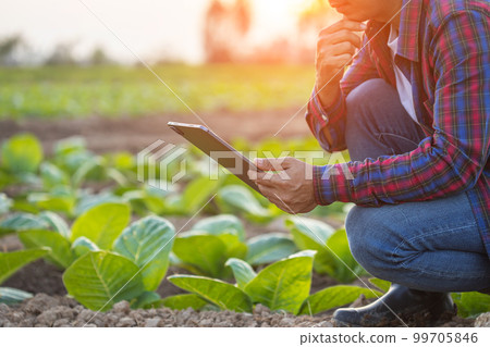 Farmer working in the tobacco field. Man is examining and using digital tablet to management, planning or analyze on tobacco plant after planting. Technology for agriculture Concept Farmer working in the tobacco field. Man is examining and using digital tablet to management, planning or analyze on tobacco plant after planting. Technology for agriculture Concept 99705846