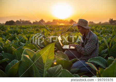 Farmer working in the field of tobacco tree and using laptop to find an infomation to take care or checking on tobacco plant after planting. Technology for agriculture Concept 99705976