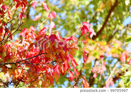 Vivid Autumn Leaves Triumph Maple Leaves 99705997