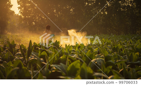 Farmer working in the field and spraying chemical or fertilizer to young tobacco tree in sunset time Farmer working in the field and spraying chemical or fertilizer to young tobacco tree in sunset time 99706033