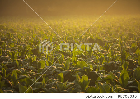 Young green tobacco plant in field morning time in northern of Thailand 99706039