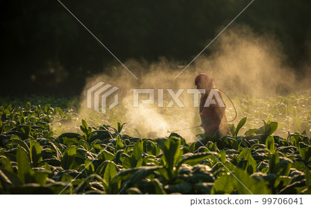 Farmer working in the field and spraying chemical or fertilizer to young tobacco without using protection mask Farmer working in the field and spraying chemical or fertilizer to young tobacco without using protection mask 99706041