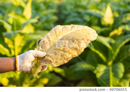 Asian farmer working in the field of tobacco tree and holding damage or wasted leaves after planting. disease in plants and agriculture Concept Asian farmer working in the field of tobacco tree and holding damage or wasted leaves after planting. disease in plants and agriculture Concept 99706055