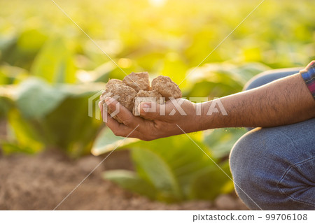 Farmer working in the young tobacco field. Man holding dry soil in corn field to testing, examining quality and minerals of soil. Smart farming Technology for agriculture Concept. 99706108