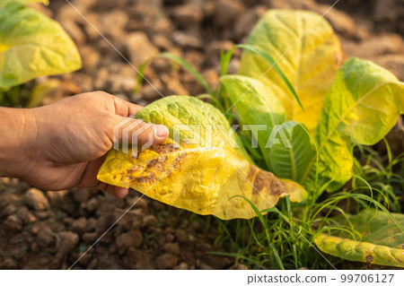 Farmer working in the field of tobacco and research or checking problem about aphis or worm eating on tobacco leaf after planting Farmer working in the field of tobacco and research or checking problem about aphis or worm eating on tobacco leaf after planting 99706127