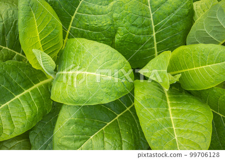 Young green tobacco plant in field at Sukhothai province northern of Thailand Young green tobacco plant in field at Sukhothai province northern of Thailand 99706128