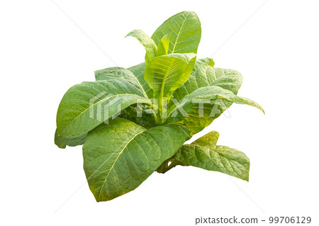 Top view of young green tobacco plant. Isolated on white Top view of young green tobacco plant. Isolated on white 99706129