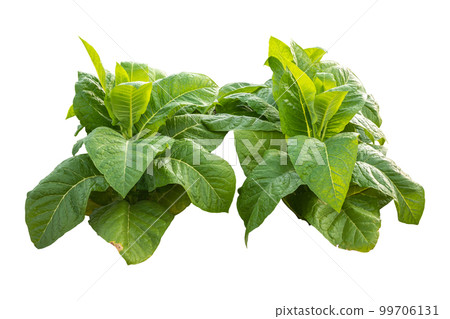 Top view of young green tobacco plant. Isolated on white Top view of young green tobacco plant. Isolated on white 99706131