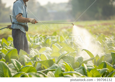 Farmer working in the field and spraying chemical or fertilizer to young tobacco tree in sunset time 99706132