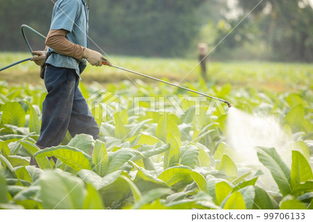 Farmer working in the field and spraying chemical or fertilizer to young tobacco tree in sunset time Farmer working in the field and spraying chemical or fertilizer to young tobacco tree in sunset time 99706133