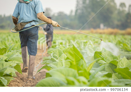 Farmer working in the field and spraying chemical or fertilizer to young tobacco tree in sunset time Farmer working in the field and spraying chemical or fertilizer to young tobacco tree in sunset time 99706134