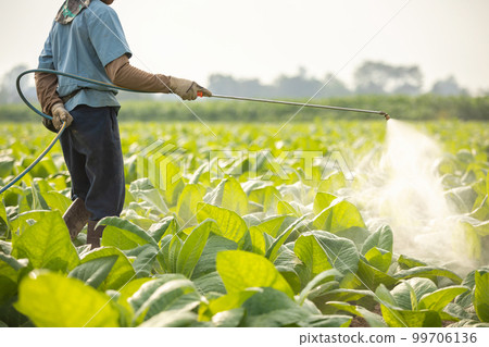 Farmer working in the field and spraying chemical or fertilizer to young tobacco tree in sunset time Farmer working in the field and spraying chemical or fertilizer to young tobacco tree in sunset time 99706136