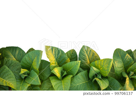 Top view of young green tobacco plant. Isolated on white Top view of young green tobacco plant. Isolated on white 99706137