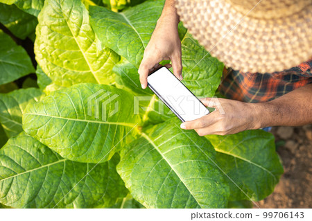 Asian farmer working in the field of tobacco tree to take care or checking on tobacco leaf after planting Asian farmer working in the field of tobacco tree to take care or checking on tobacco leaf after planting 99706143
