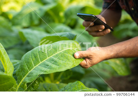 Asian farmer working in the field of tobacco tree to take care or checking on tobacco leaf after planting 99706144