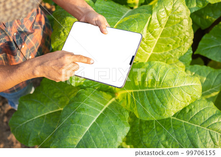 Asian farmer working in the field of tobacco tree to take care or checking on tobacco leaf after planting 99706155