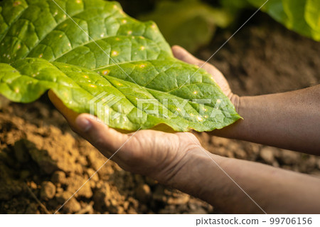 Asian farmer working in the field of tobacco tree to take care or checking on tobacco leaf after planting Asian farmer working in the field of tobacco tree to take care or checking on tobacco leaf after planting 99706156