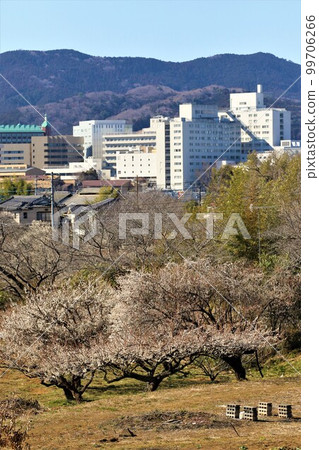 柚子之裡 森山町的梅花盛開和春天的城市風光 柚子之裡 森山町的梅花盛開和春天的城市風光 99706266