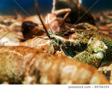 close up. beautiful aquarium with freshwater crayfish. 99706393